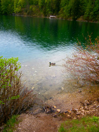 &nbsp; / Alpsee