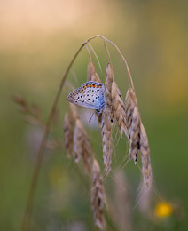 Copper-butterfly / ***
