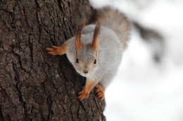 Squirrel / ***