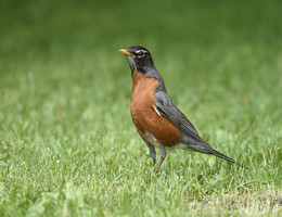 AMERICAN ROBIN / ***