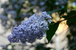 lilac / ***