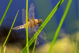 Dragonfly / ***