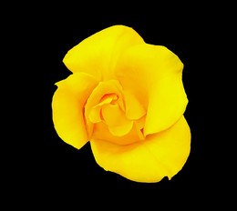 Rose / Color of Flower