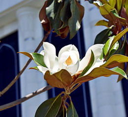 Magnolia / ***