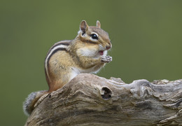 Eastern Chipmunk / ***