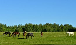 Horses / ***