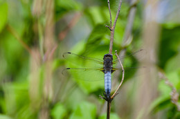 Dragonfly flat / ***