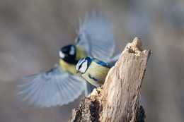 Do not worry, I'm with you! / ***