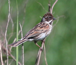 Reed bunting / ***