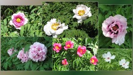 Peonies / ***