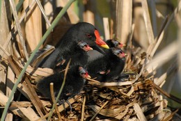 Water hen / ***