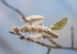 In the wind / ***