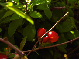 Closed flowers / ***