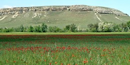 Poppies / [img]https://s33.postimg.cc/x72kds4nz/IMG_9939.jpg[/img]
[img]https://s33.postimg.cc/av4rkofxb/IMG_0658.jpg[/img]
[img]https://s33.postimg.cc/82bk0cxhr/IMG_0667.jpg[/img]
