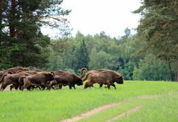 Pashkevich68 / Pashkevich68