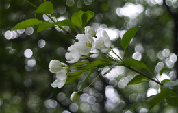 Flowering. / ***