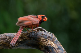 Northern cardinal / ***