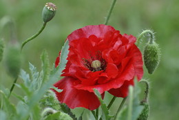 Poppies / ***