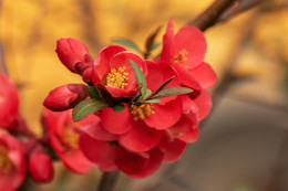 Japanese quince / ***