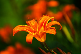 Daylily / ***