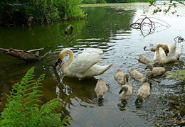 swan family / ***