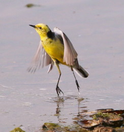 Dancing on the water / ***