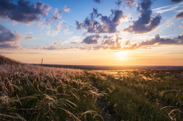 Feather grass / ...