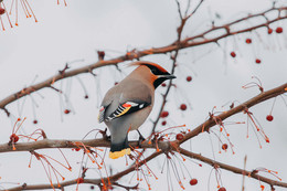 waxwing / ***