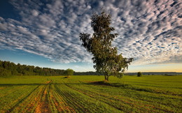 In the field / ***
