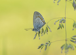 Copper-butterfly / ***
