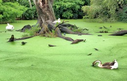 favorite swamp / ***