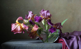 Irises / ***