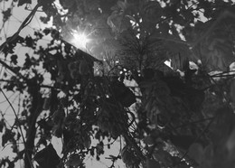 Autumn Dreams / ***