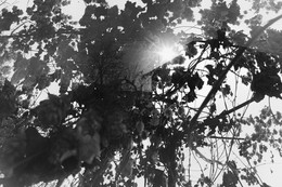 Autumn Dreams / ***