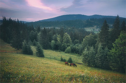 to pasture / ***
