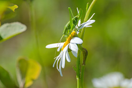 "I have you any ..." / ***