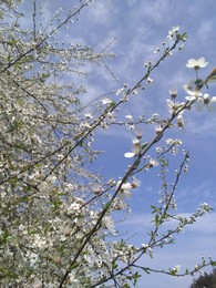 Spring / ***