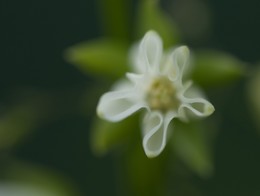White Flower / ***