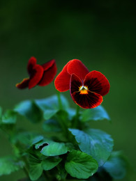 Pansy / ***