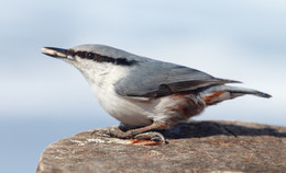 Eurasian nuthatch / ***