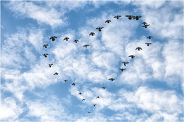 Love and pigeons / ***