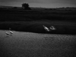 Summer Dreams / ***