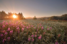 morning flowers / ***