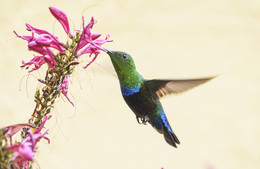 Green-throated carib / ***