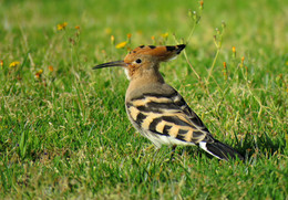 hoopoe / ***