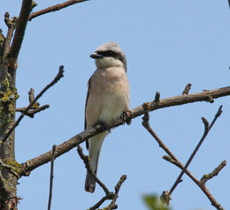 on guard / ***