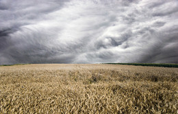 Before the storm / ***