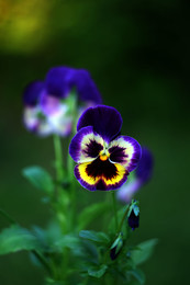 Pansy / ***