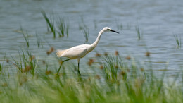 Egret / ***