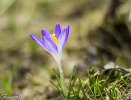 Crocus / ***